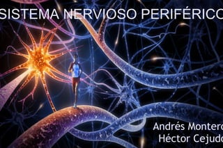 Sistema Nervioso Periférico Andrés Montero y Héctor Cejudo SISTEMA NERVIOSO PERIFÉRICO Andrés Montero Héctor Cejudo 