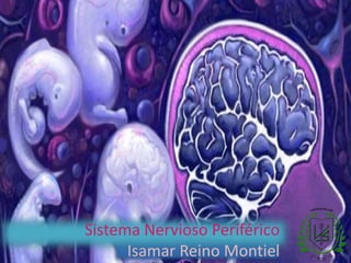 Sistema Nervioso Periférico
Isamar Reino Montiel
 
