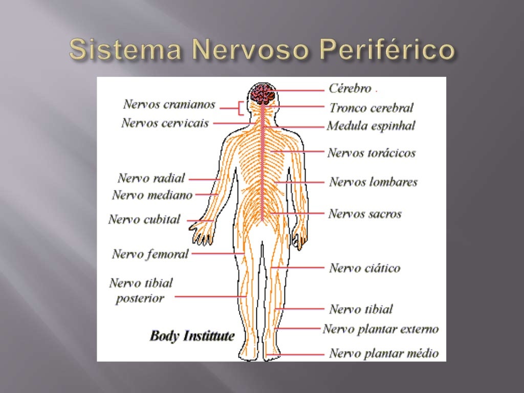 Sistema Nervoso Periférico