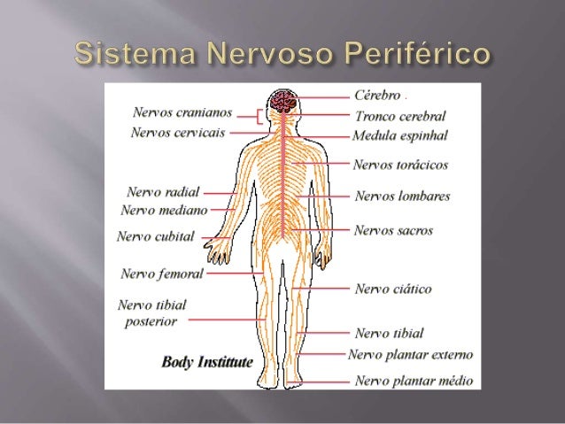 Sistema Nervoso Periférico