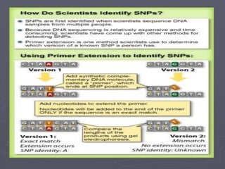 Snps Definition Single nucleotide polymorphism, (SNP) | PPT