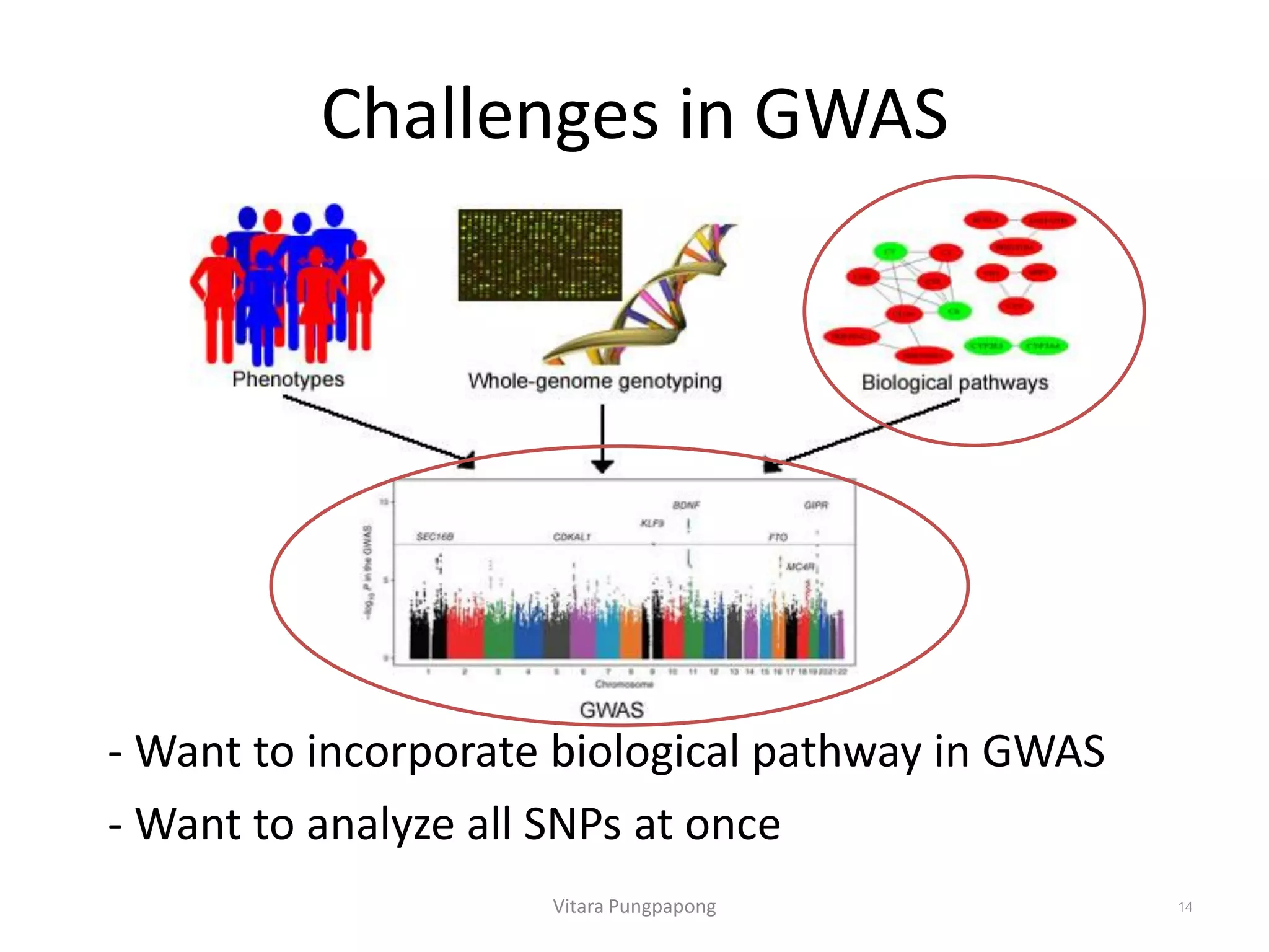 Challenges in GWAS
Vitara Pungpapong 14
- Want to incorporate biological pathway in GWAS
- Want to analyze all SNPs at once
 