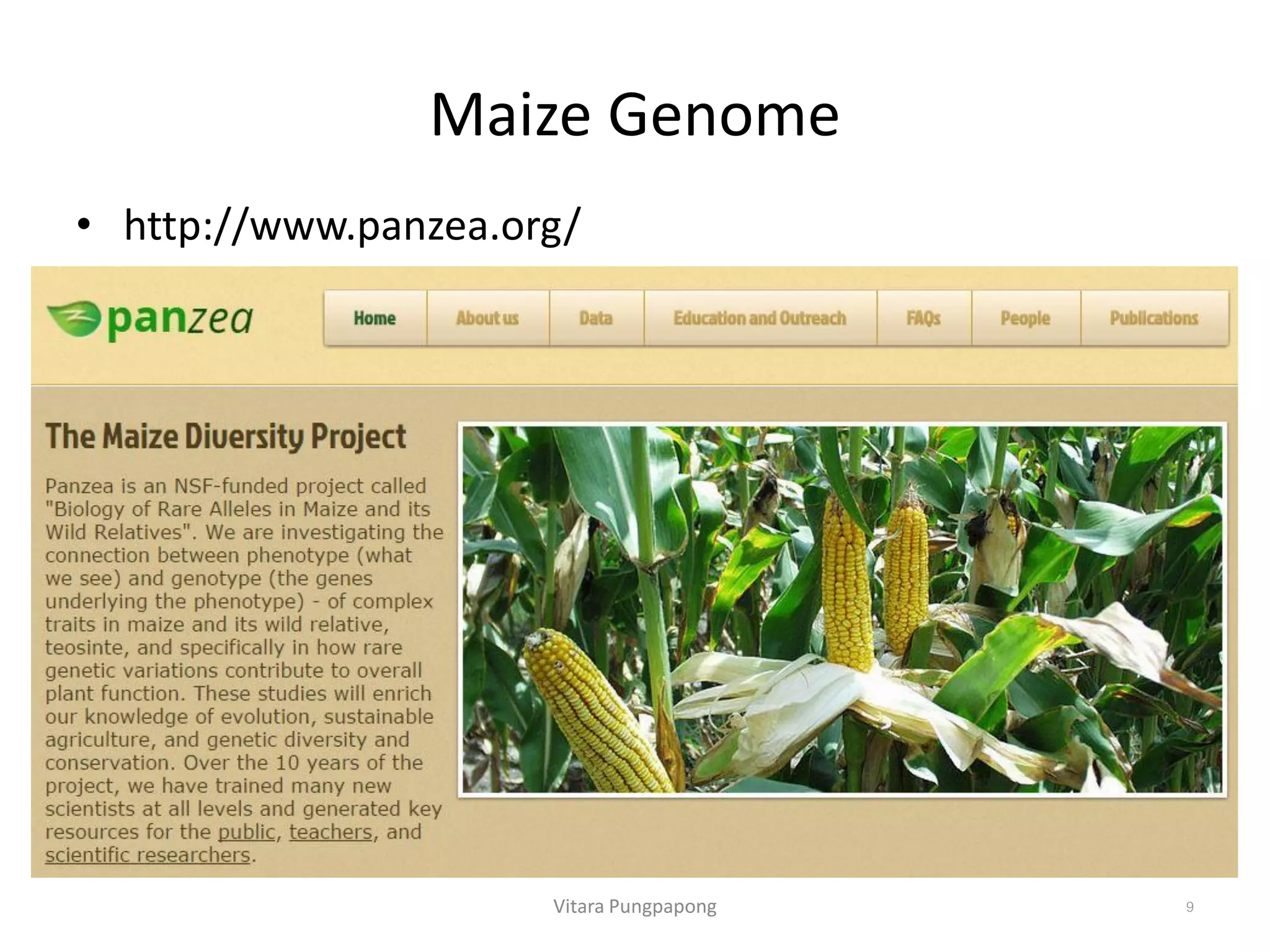 Maize Genome
• http://www.panzea.org/
Vitara Pungpapong 9
 