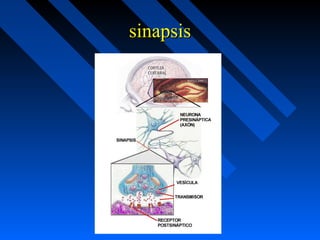 sinapsissinapsis
 