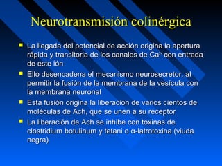 Neurotransmisión colinérgicaNeurotransmisión colinérgica
 La llegada del potencial de acción origina la aperturaLa llegada del potencial de acción origina la apertura
rápida y transitoria de los canales de Carápida y transitoria de los canales de Ca2+2+
con entradacon entrada
de este iónde este ión
 Ello desencadena el mecanismo neurosecretor, alEllo desencadena el mecanismo neurosecretor, al
permitir la fusión de la membrana de la vesícula conpermitir la fusión de la membrana de la vesícula con
la membrana neuronalla membrana neuronal
 Esta fusión origina la liberación de varios cientos deEsta fusión origina la liberación de varios cientos de
moléculas de Ach, que se unen a su receptormoléculas de Ach, que se unen a su receptor
 La liberación de Ach se inhibe con toxinas deLa liberación de Ach se inhibe con toxinas de
clostridium botulinum y tetani oclostridium botulinum y tetani o α-latrotoxina (viudaα-latrotoxina (viuda
negra)negra)
 
