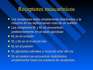 Receptores muscarínicosReceptores muscarínicos
 Los receptores están ampliamente distribuidos y laLos receptores están ampliamente distribuidos y la
mayoría de los tejidos tienen más de un subtipomayoría de los tejidos tienen más de un subtipo
 Los receptores MLos receptores M11 y My M33 se encuentran,se encuentran,
preferentemente en el tejido glandularpreferentemente en el tejido glandular
 MM22 en el corazónen el corazón
 MM22 y My M33 en el músculo lisoen el músculo liso
 MM44 en el pulmónen el pulmón
 MM55 glándulas salivales y músculo ciliar del irisglándulas salivales y músculo ciliar del iris
 En el cerebro se encuentran distribuidosEn el cerebro se encuentran distribuidos
ampliamente todos los subtipos de receptoresampliamente todos los subtipos de receptores
 