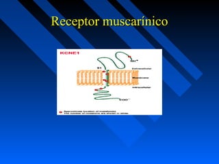 Receptor muscarínicoReceptor muscarínico
 