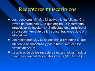 Receptores muscarínicosReceptores muscarínicos
 Los receptores MLos receptores M11, M, M33 y My M55 activan la fosfolipasa C aactivan la fosfolipasa C a
través de proteínas G, lo que origina un incrementotravés de proteínas G, lo que origina un incremento
intracelular de inositol-1,4,5-trifosfato de diacilglicerolintracelular de inositol-1,4,5-trifosfato de diacilglicerol
y consecuentemente de las concentraciones de Cay consecuentemente de las concentraciones de Ca2+2+
intracelularintracelular
 Los receptores MLos receptores M22 y My M44 se acoplan a proteínas G quese acoplan a proteínas G que
inhiben la adenilciclasa y por lo tanto, reducen losinhiben la adenilciclasa y por lo tanto, reducen los
niveles de AMPcniveles de AMPc
 La activación de los receptores muscarínicos modulaLa activación de los receptores muscarínicos modula
una gran variedad de canales iónicos (Kuna gran variedad de canales iónicos (K++
, Ca, Ca2+2+
, Cl, Cl--
))
 