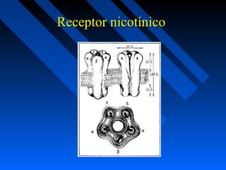 Receptor nicotínicoReceptor nicotínico
 