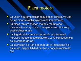 Placa motoraPlaca motora
 La unión neuromuscular esquelética constituye unaLa unión neuromuscular esquelética constituye una
de las sinapsis colinérgicas más importantesde las sinapsis colinérgicas más importantes
 La placa motora (nervio motor y membranaLa placa motora (nervio motor y membrana
muscular) es muy rica en receptores nicotínicos ymuscular) es muy rica en receptores nicotínicos y
acetilcolinesterasaacetilcolinesterasa
 La llegada del potencial de acción a la terminalLa llegada del potencial de acción a la terminal
nerviosa induce despolarización, cuya consecuencianerviosa induce despolarización, cuya consecuencia
es la entrada de Caes la entrada de Ca2+2+
 La liberación de Ach depende de la intensidad delLa liberación de Ach depende de la intensidad del
estímulo, disponibilidad de Ach y concentración deestímulo, disponibilidad de Ach y concentración de
CaCa2+2+
 