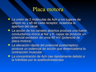 Placa motoraPlaca motora
 La unión de 2 moléculas de Ach a los lugares deLa unión de 2 moléculas de Ach a los lugares de
uniponunipon αγ y αδ de cada receptor, ocasiona laαγ y αδ de cada receptor, ocasiona la
apertura del canalapertura del canal
 La acción de los canales abiertos produce una fuerteLa acción de los canales abiertos produce una fuerte
conductancia iónica al Naconductancia iónica al Na++
y Ky K++
capaz de producir uncapaz de producir un
potencial excitador de unos 60 mV (potencial depotencial excitador de unos 60 mV (potencial de
placa motora)placa motora)
 La elevación rápida del potencial postsináptico,La elevación rápida del potencial postsináptico,
produce un potencial de acción que desencadena laproduce un potencial de acción que desencadena la
contracción muscularcontracción muscular
 La concentración de Ach cae rápidamente debido aLa concentración de Ach cae rápidamente debido a
la hidrólisis por la acetilcolinesterasala hidrólisis por la acetilcolinesterasa
 
