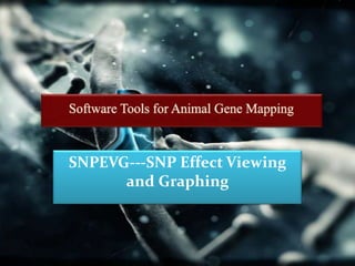 SNPEVG---SNP Effect Viewing
      and Graphing
 