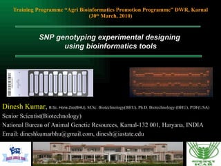 Training Programme “Agri Bioinformatics Promotion Programme” DWR, Karnal (30 th  March, 2010) SNP genotyping experimental designing  using bioinformatics tools Dinesh Kumar ,  B.Sc. Hons Zoo(BHU),  M.Sc. Biotechnology(BHU), Ph.D. Biotechnology (BHU), PDF(USA) Senior Scientist(Biotechnology) National Bureau of Animal Genetic Resources, Karnal-132 001, Haryana, INDIA Email: dineshkumarbhu@gmail.com, dinesh@iastate.edu 