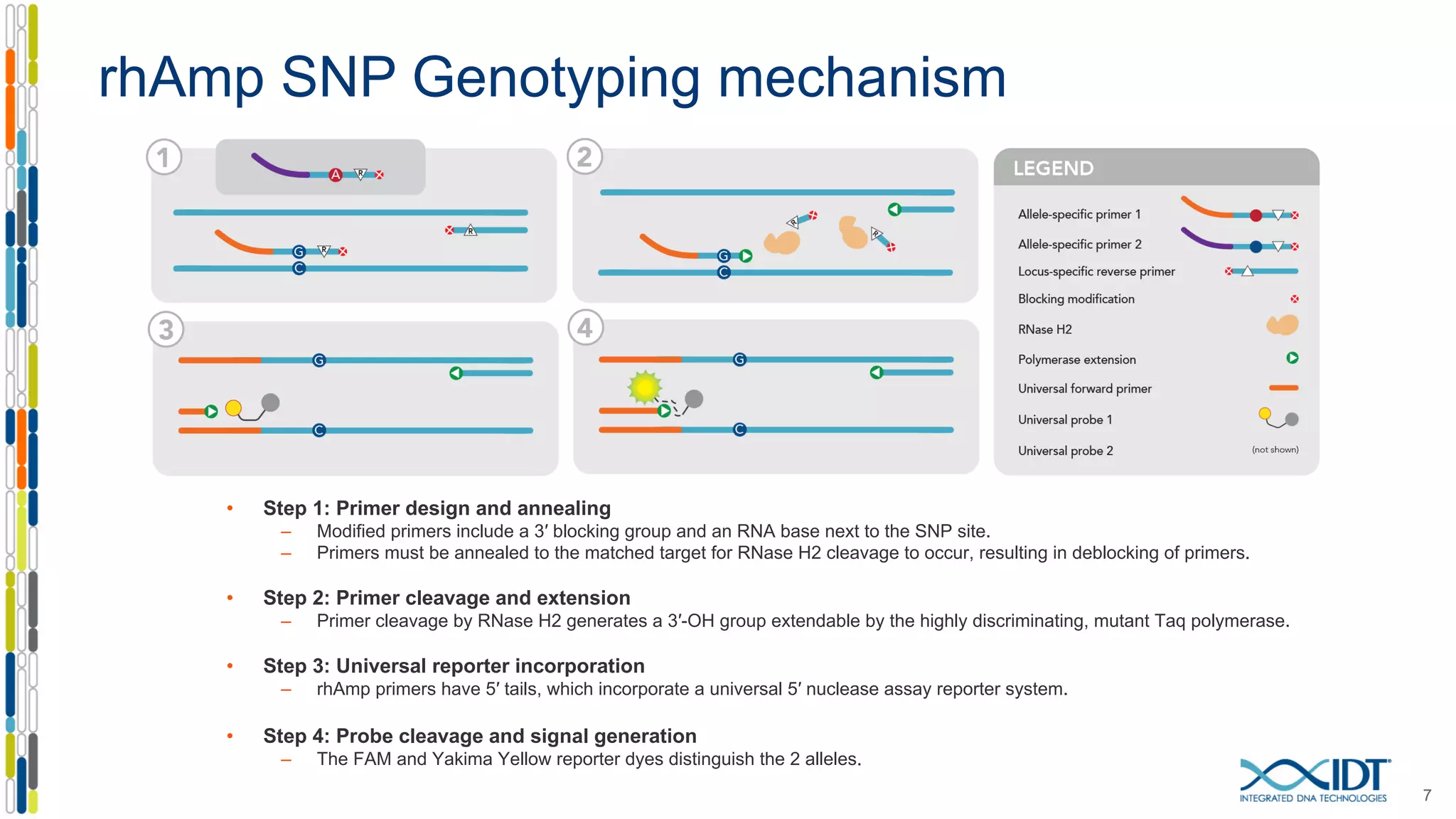rhAmp SNP Genotyping mechanism
• Step 1: Primer design and annealing
– Modified primers include a 3′ blocking group and an RNA base next to the SNP site.
– Primers must be annealed to the matched target for RNase H2 cleavage to occur, resulting in deblocking of primers.
• Step 2: Primer cleavage and extension
– Primer cleavage by RNase H2 generates a 3′-OH group extendable by the highly discriminating, mutant Taq polymerase.
• Step 3: Universal reporter incorporation
– rhAmp primers have 5′ tails, which incorporate a universal 5′ nuclease assay reporter system.
• Step 4: Probe cleavage and signal generation
– The FAM and Yakima Yellow reporter dyes distinguish the 2 alleles.
7
 