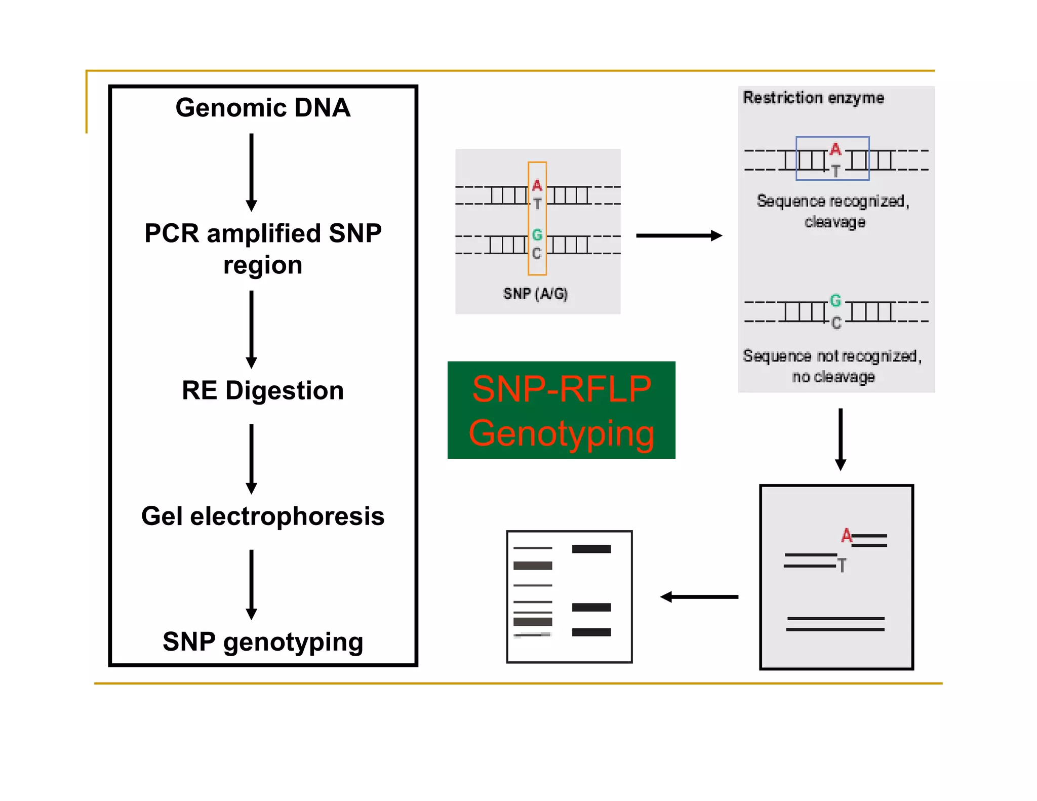 Genomic DNA
PCR amplified SNP
region
RE Digestion SNP-RFLPRE Digestion
Gel electrophoresis
SNP genotyping
SNP-RFLP
Genotyping
 