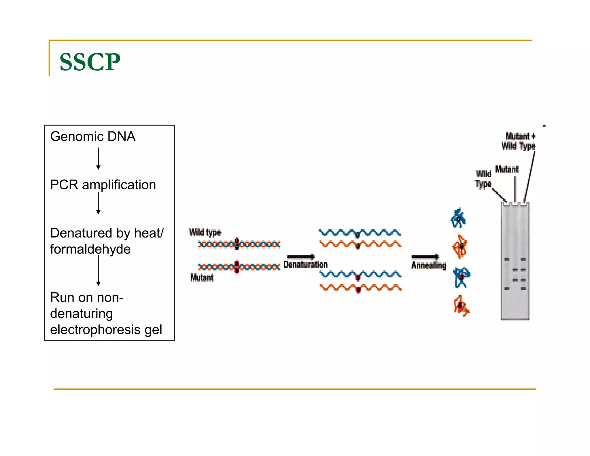 SSCP
Genomic DNA
PCR amplification
Denatured by heat/Denatured by heat/
formaldehyde
Run on non-
denaturing
electrophoresis gel
 