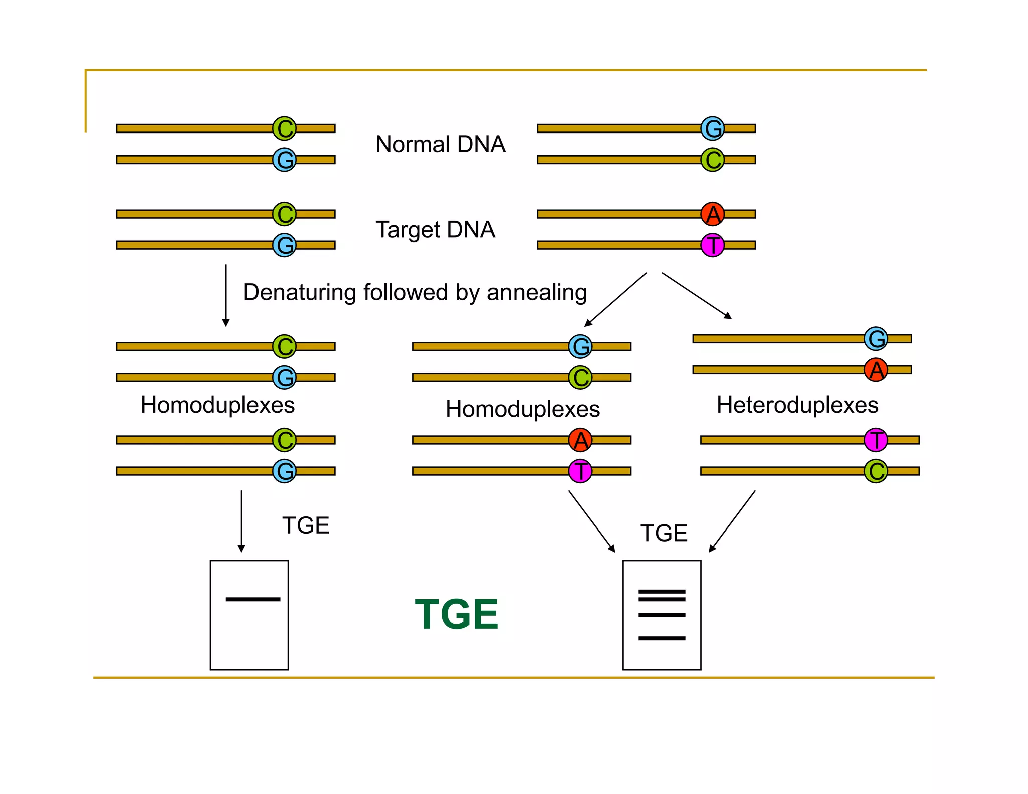 C
G
G
C
C
G
G
GG
C
C
A
A
T
Normal DNA
Target DNA
Denaturing followed by annealing
Homoduplexes Homoduplexes Heteroduplexes
C
G C
A T
T
Homoduplexes Homoduplexes Heteroduplexes
TGE TGE
TGE
 