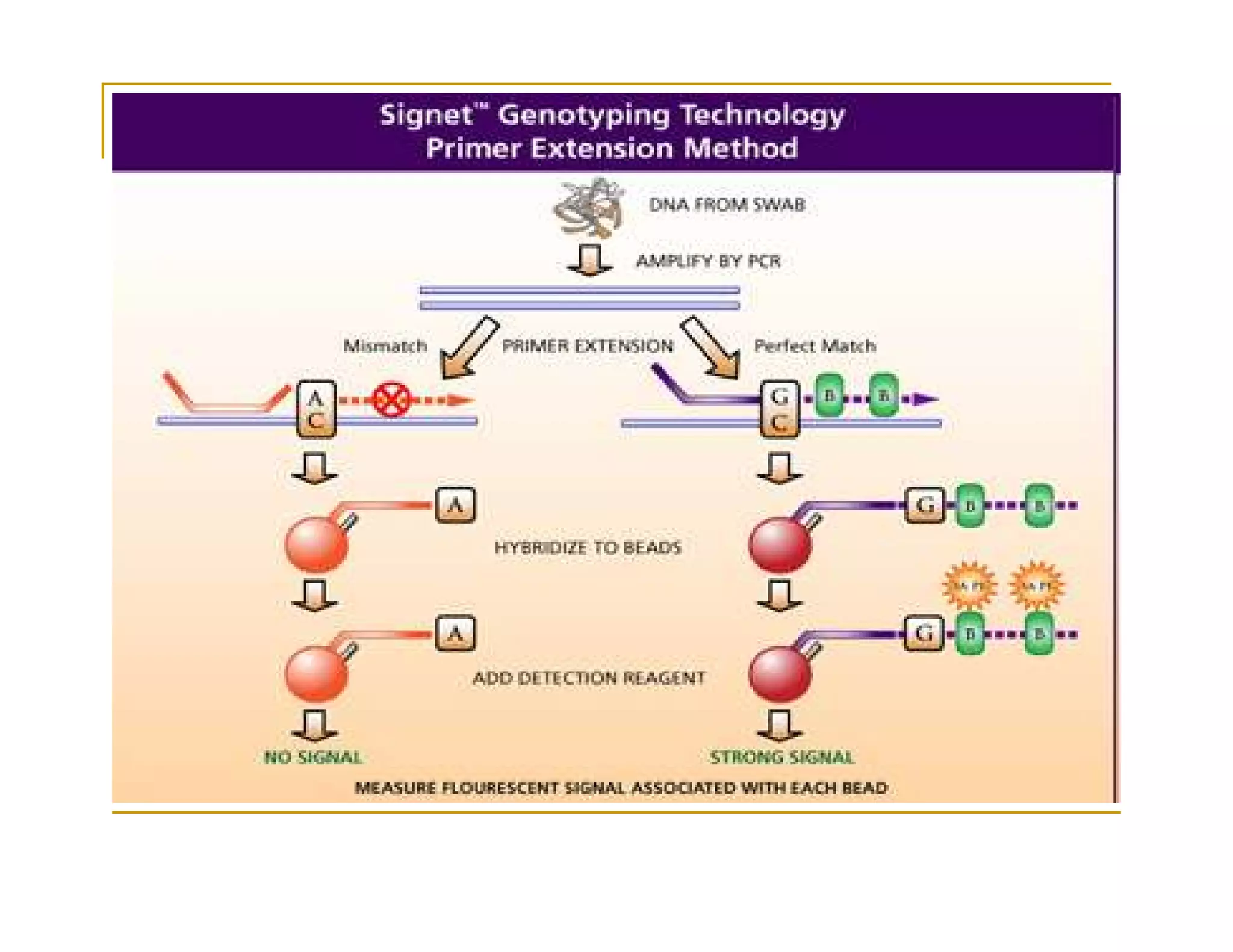 SNP Genotyping Technologies | PDF