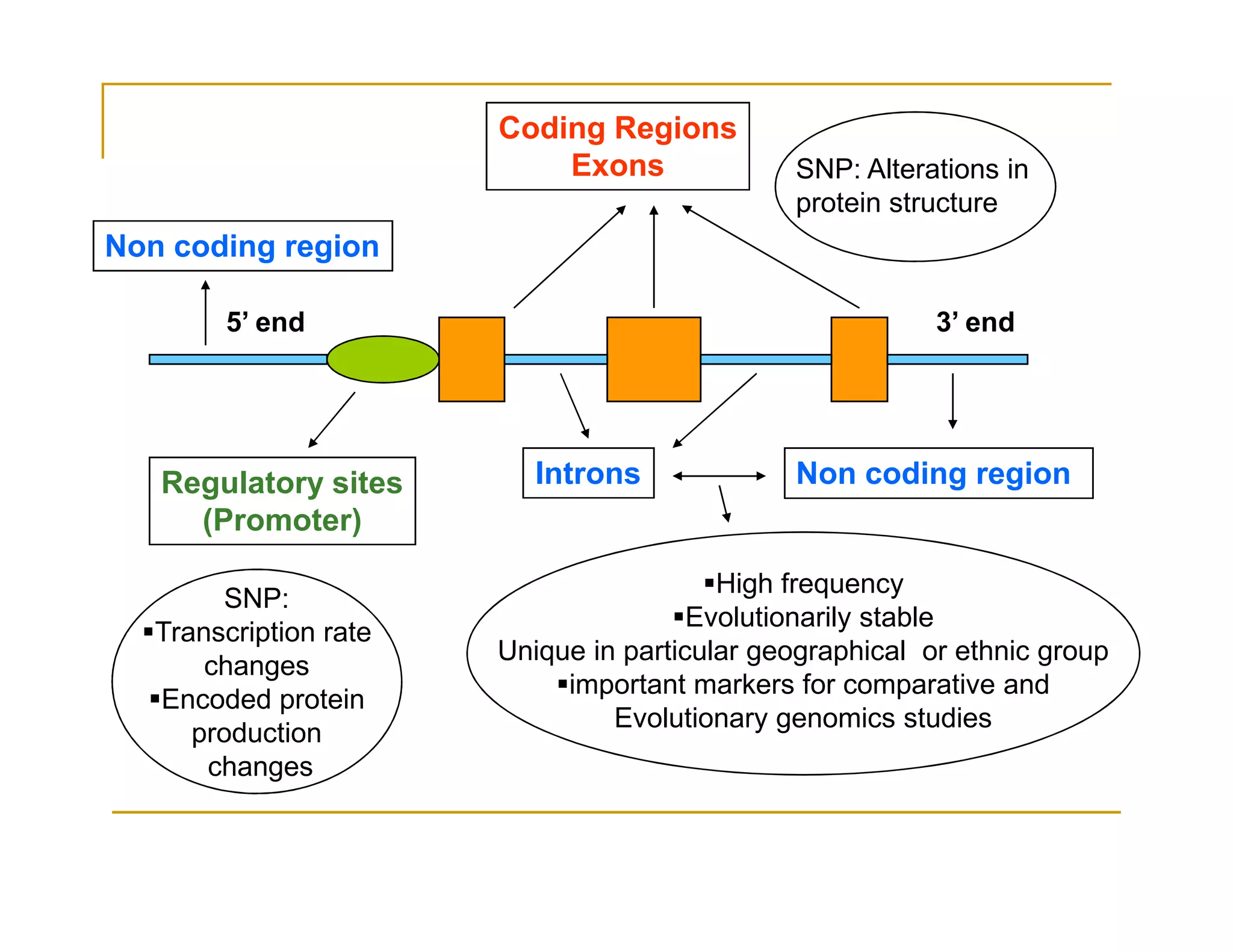 Regulatory sites
Coding Regions
Exons
Introns Non coding region
3’ end5’ end
SNP: Alterations in
protein structure
Non coding region
Regulatory sites
(Promoter)
Introns Non coding region
SNP:
Transcription rate
changes
Encoded protein
production
changes
High frequency
Evolutionarily stable
Unique in particular geographical or ethnic group
important markers for comparative and
Evolutionary genomics studies
 