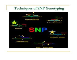 Techniques of SNP Genotyping
 