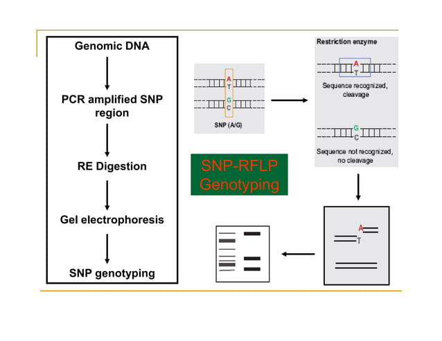 SNP Genotyping Technologies | PDF