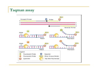 Taqman assay
 
