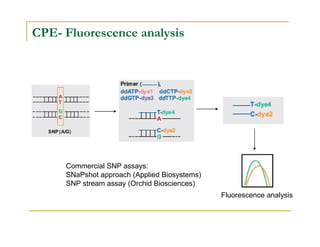 CPE- Fluorescence analysis
Commercial SNP assays:
SNaPshot approach (Applied Biosystems)
SNP stream assay (Orchid Biosciences)
Fluorescence analysis
 