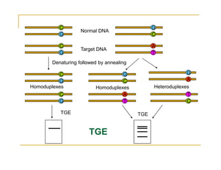 C
G
G
C
C
G
G
GG
C
C
A
A
T
Normal DNA
Target DNA
Denaturing followed by annealing
Homoduplexes Homoduplexes Heteroduplexes
C
G C
A T
T
Homoduplexes Homoduplexes Heteroduplexes
TGE TGE
TGE
 