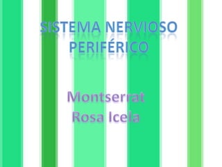 Sistema nervioso periférico Montserrat Rosa Icela 