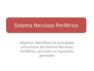 Sistema Nervioso Periférico  Objetivo: Identificar las principales estructuras del Sistema Nervioso Periférico, así como sus funciones generales 