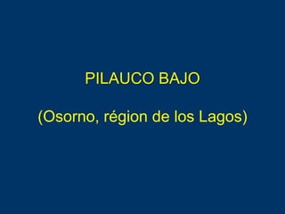 PILAUCO BAJO
(Osorno, région de los Lagos)
 
