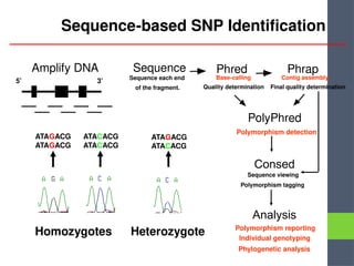 SNPs Analysis Methods SNPs Analysis Methods SNPs Analysis Methods | PPTX