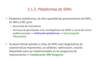 Sn ps y mejoramiento de arroz