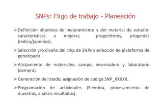 Sn ps y mejoramiento de arroz