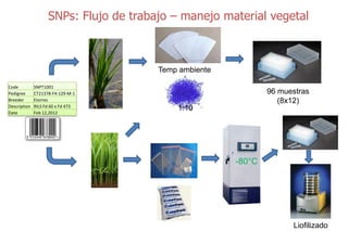 Sn ps y mejoramiento de arroz