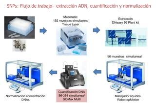Sn ps y mejoramiento de arroz