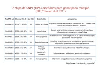 Sn ps y mejoramiento de arroz