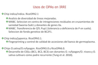 Sn ps y mejoramiento de arroz