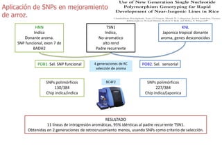 Sn ps y mejoramiento de arroz