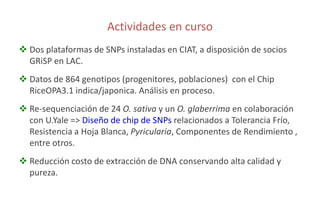 Sn ps y mejoramiento de arroz