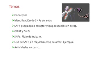 Sn ps y mejoramiento de arroz