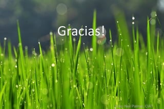 Sn ps y mejoramiento de arroz