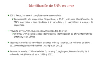 Sn ps y mejoramiento de arroz