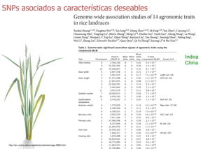 Sn ps y mejoramiento de arroz
