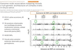 Sn ps y mejoramiento de arroz