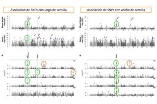 Sn ps y mejoramiento de arroz
