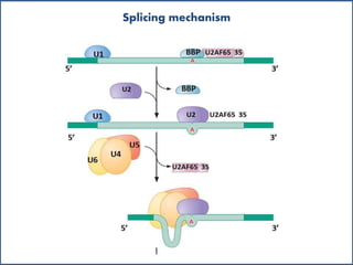Splicing mechanism
 