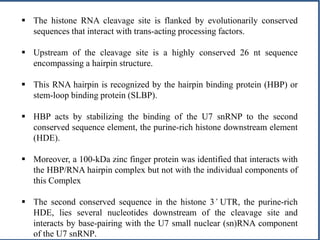  The histone RNA cleavage site is flanked by evolutionarily conserved
sequences that interact with trans-acting processing factors.
 Upstream of the cleavage site is a highly conserved 26 nt sequence
encompassing a hairpin structure.
 This RNA hairpin is recognized by the hairpin binding protein (HBP) or
stem-loop binding protein (SLBP).
 HBP acts by stabilizing the binding of the U7 snRNP to the second
conserved sequence element, the purine-rich histone downstream element
(HDE).
 Moreover, a 100-kDa zinc finger protein was identified that interacts with
the HBP/RNA hairpin complex but not with the individual components of
this Complex
 The second conserved sequence in the histone 3’ UTR, the purine-rich
HDE, lies several nucleotides downstream of the cleavage site and
interacts by base-pairing with the U7 small nuclear (sn)RNA component
of the U7 snRNP.
 
