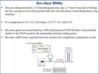 Sm-class RNAs
 This are characterized by a 5′-trimethylguanosine cap, a 3′ stem–loop and a binding
site for a group of seven Sm proteins (the Sm site) that form a heteroheptameric ring
structure.
 It is comprised of U1, U2, U4,U4atac, U5, U7, U11 and U12.
 Sm-class genes are transcribed by a RNA polymerase II (Pol II) that is functionally
similar to the Pol II used by the mammalian protein coding genes.
 Sm-class snRNAsare exported from the nucleus for cytoplasmic maturation events.
 