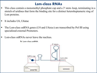 Lsm-class RNAs
 This class contain a monomethyl phosphate cap and a 3′ stem–loop, terminating in a
stretch of uridines that form the binding site for a distinct heteroheptameric ring of
Lsm proteins.
 It includes U6, U6atac
 The Lsm-class snRNA genes (U6 and U6atac) are transcribed by Pol III using
specialized external Promoters.
 Lsm-class snRNAs never leave the nucleus.
 